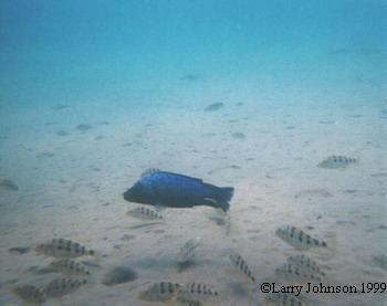 Fossochromis rostratus,has a Lake wide distribution