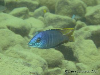 Mylochromis lateristriga "cobue"