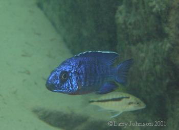 Aulonocara sp.stuartgranti"cobue"