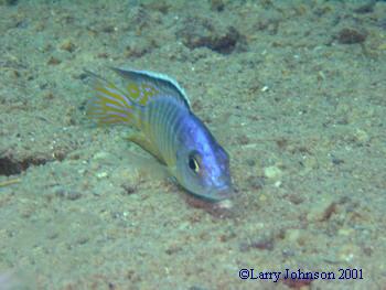 Aulonocara huseri "maingano"