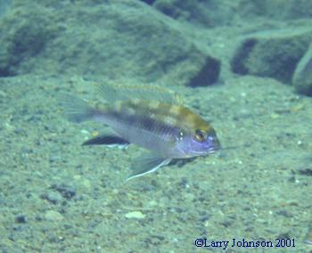 Metriclima elegans " maingano island"