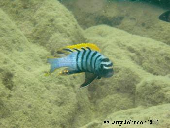 Cynotilapia afra, Mara Point Mozambique