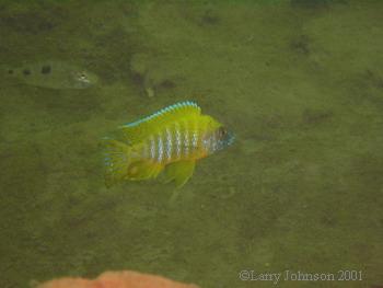 Aulonocara sp.stuartgranti 