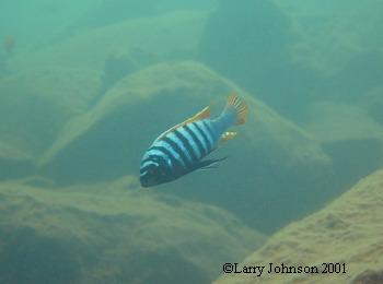 CRLCA logo fish,Metriclima Zebra Red Top,Nakentenga