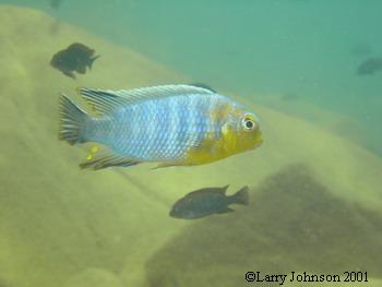 Tropheops microstoma