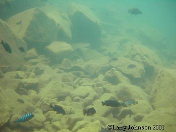 Typical scenery at Nakentenga Island.