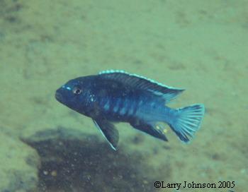 Melanochromis perileucos (formerly "black & white Johanni) was new to me