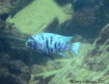 several beautiful "Blueberry Zebra's" were observed here!