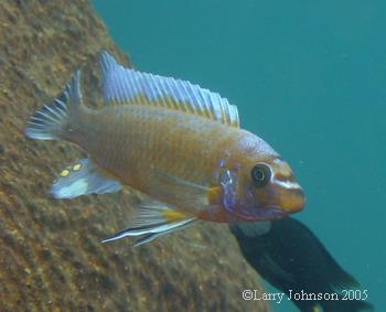Labeotropheus trewavasae from here is nicely coloured