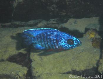 Minos Reef Peacock in his rock cave,Aulonocara sp.stuartgranti