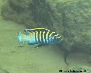 Cynotilapia afra, one of the more beautiful afra's