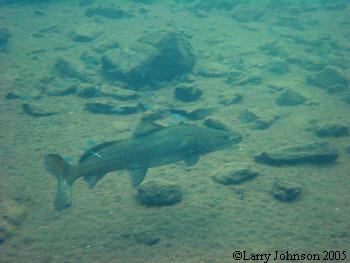 Large Bagrid cat swimming with Blus Zebra's