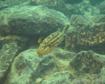 Nimbochromis polystigma