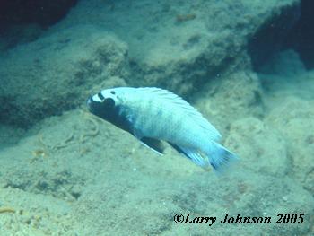 Pseudotropheus polit at Lions Cove