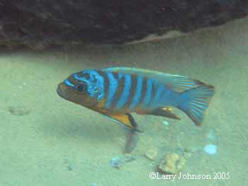 Ps.sp"zebra long pelvic" Mdoka Reef