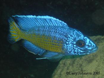  Flame tail Peacock,Aulonocara stuartgranti "Mdoka"
