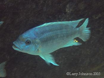 Petrotilapia sp." Mdoka"