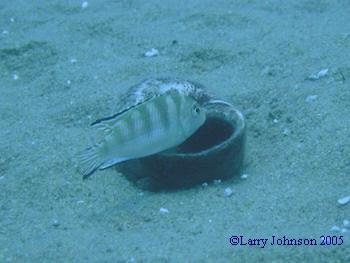 Metriclima lanisticola