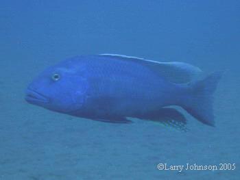 Buccochromis rhoadesii