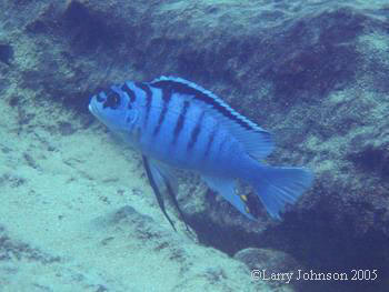 Metriclima zebra "chilumba type" at Mdoka Reef