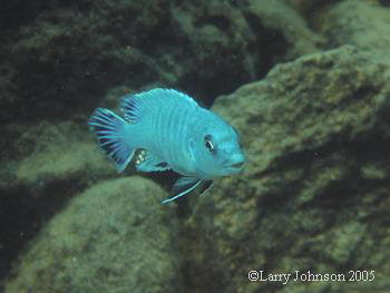 Labidochromis perspicax "mdoka"