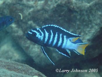 Psuedotrpheus sp.mphanga at Katale Island