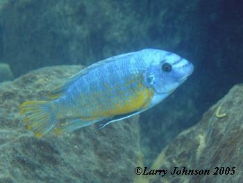 Labeotropheus feulleborni "katale island"
