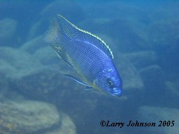 Protomelas cf. virgatus "katale island"