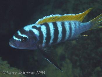 Metriclima zebra "mphanga rocks"