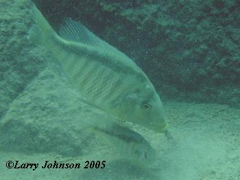 Taeniolethrinops furcicauda "mphanga rocks"