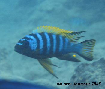 Pseudotropheus sp."zebra long pelvic hara"