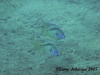 Tramitichromis lituris "mphanga rocks",two males.