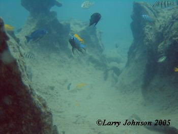 Typical underwater scene at Hara Reef.