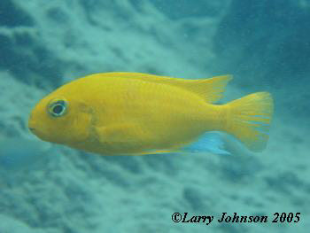 Torpheops sp."yellow yellow"