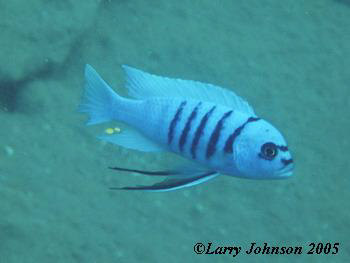 Pseudotropheus sp."zebra hara"