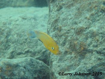 Pseudotropheus perspicax "ruarwe"