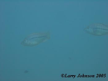 Dimidiochromis strigatus