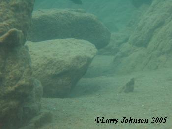 Typical underwater scene at Ruarwe.