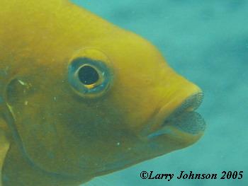 Petrotilapia sp are very large at this reef