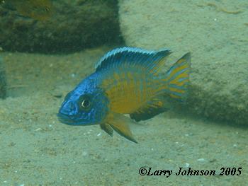 Aulonocar sp. stuartgranti "ruarwe"