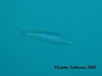 Champsochromis caeruleus,Nkhata Bay
