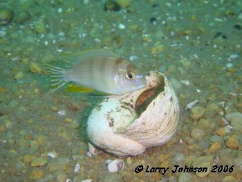 Metriclima livingstoni at Chembe Village