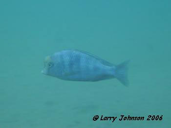 Crytocara moori,in front of Fisheries Dept