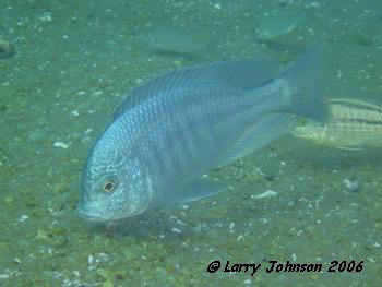 Chilotilapia roadsii,Chembe Beach