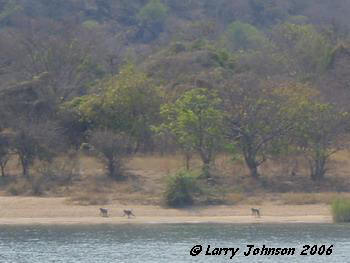 Baboons along the beach front are a common sight.