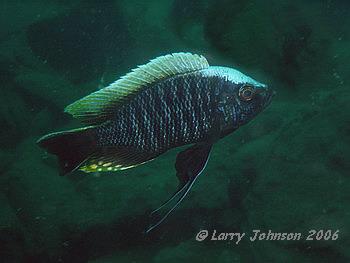 Copadichromis geerts at Chiofu Bay, 107 ft depth! 