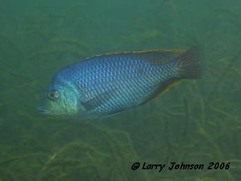 Protomelas ,Chiofu Bay