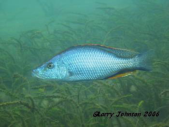 Dimidiochromis compressiceps at Chiofu Bay