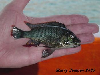 Astatotilapia sp. "calliptera chizumulu"