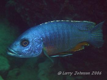 Stigmatochromis modestus at Chimwalani Reef